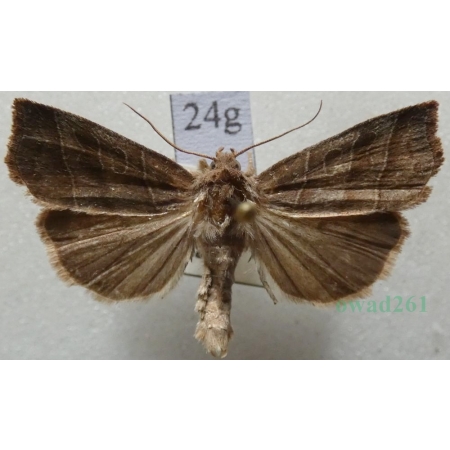 Ipimorpha retusa (Linnaeus, 1761) Kresówka kobielistka Czech24g